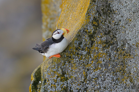 Horned Puffin