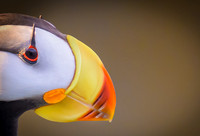 Horned Puffin