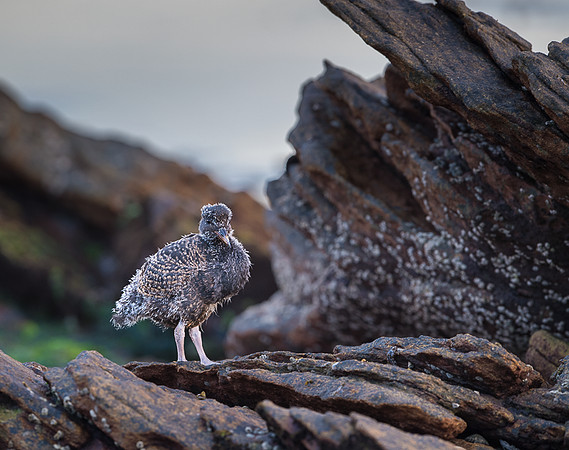 Blackish oystercatcher