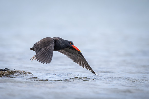 Blackish oystercatcher
