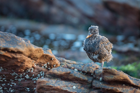 Blackish oystercatcher