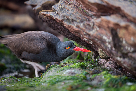 Blackish oystercatcher