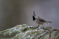 Crested Tit / Sikora czubata