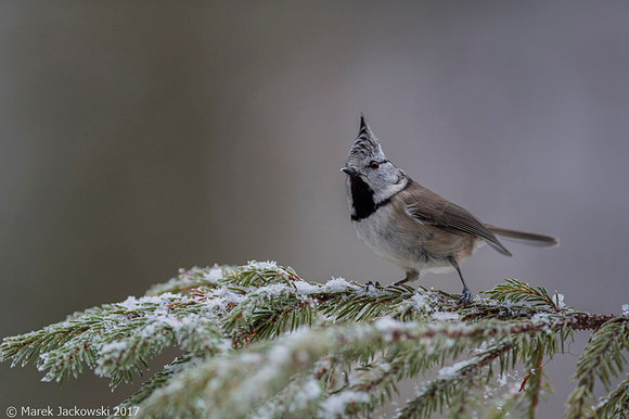 Crested Tit / Sikora czubata