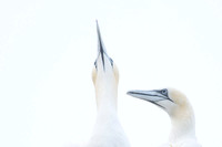 Nurthern Gannet / Głuptak