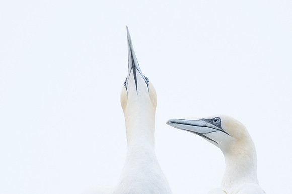 Nurthern Gannet / Głuptak