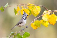 Crested Tit / Sikora czubata