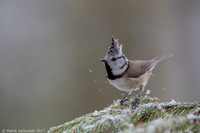 Crested Tit / Sikora czubata