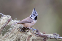Crested Tit / Sikora czubata