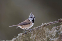 Crested Tit / Sikora czubata