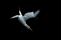 Nurthern Gannet / Głuptak
