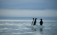 Brünnich's guillemot