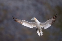 Nurthern Gannet / Głuptak