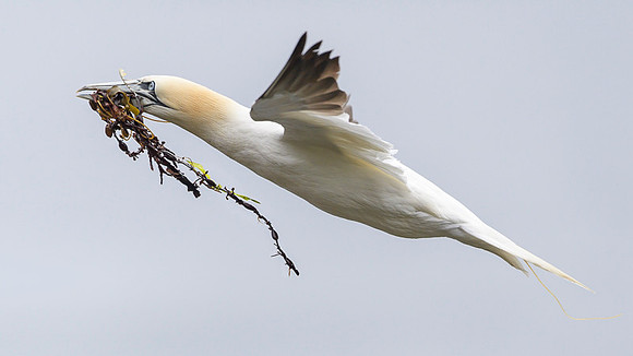 Nurthern Gannet / Głuptak