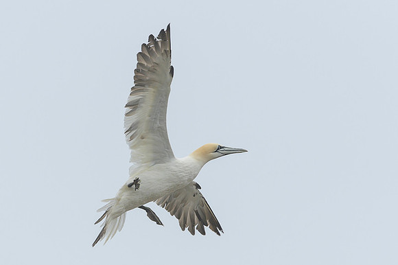 Nurthern Gannet / Głuptak