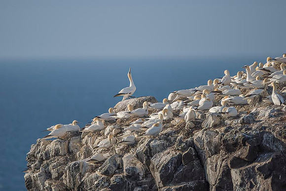 Nurthern Gannet / Głuptak