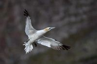 Nurthern Gannet / Głuptak