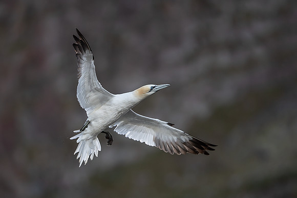 Nurthern Gannet / Głuptak