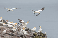 Nurthern Gannet / Głuptak