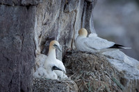 Nurthern Gannet / Głuptak