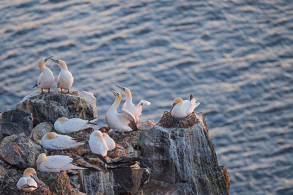 Nurthern Gannet / Głuptak