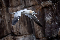 Nurthern Gannet / Głuptak