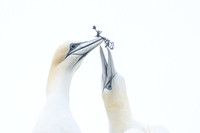 Nurthern Gannet / Głuptak