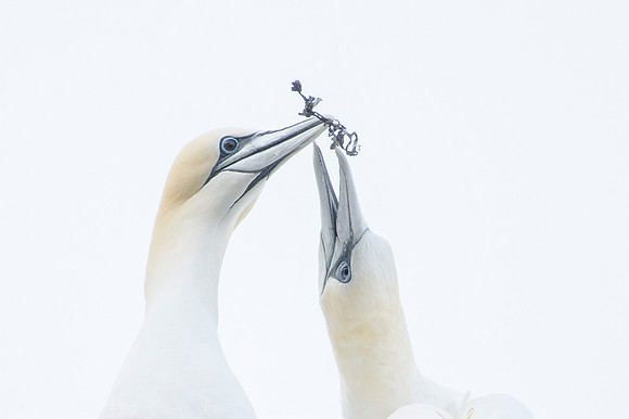 Nurthern Gannet / Głuptak