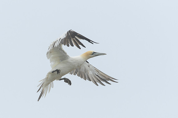 Nurthern Gannet / Głuptak
