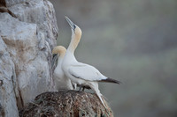Nurthern Gannet / Głuptak