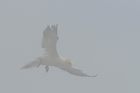 Nurthern Gannet / Głuptak