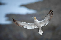 Nurthern Gannet / Głuptak