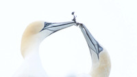 Nurthern Gannet / Głuptak