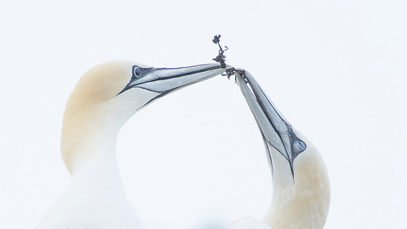Nurthern Gannet / Głuptak