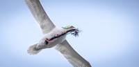 Nurthern Gannet / Głuptak
