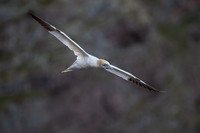 Nurthern Gannet / Głuptak