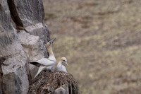 Nurthern Gannet / Głuptak