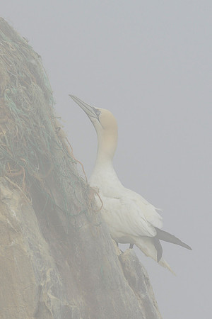 Nurthern Gannet / Głuptak