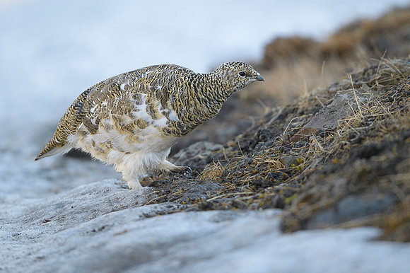 Svalbard rock ptarmigan