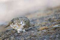 Svalbard rock ptarmigan