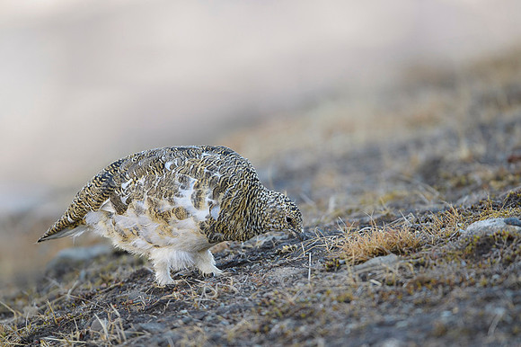 Svalbard rock ptarmigan