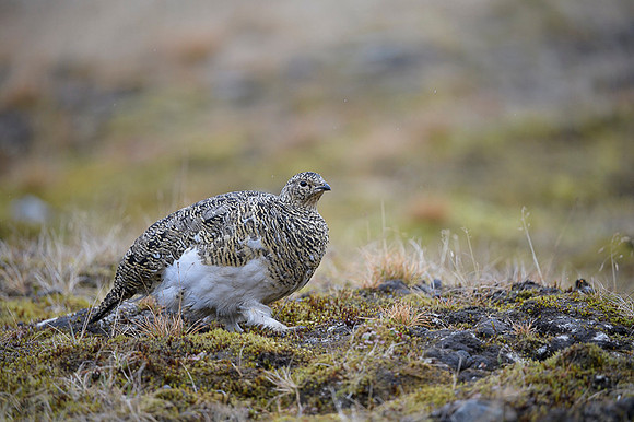 Svalbard rock ptarmigan