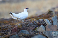 Svalbard rock ptarmigan