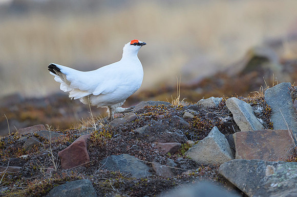 Svalbard rock ptarmigan