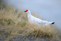 Svalbard rock ptarmigan