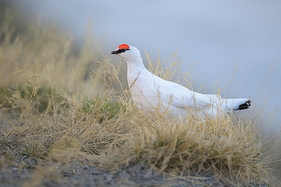 Svalbard rock ptarmigan