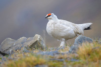 Svalbard rock ptarmigan