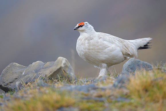 Svalbard rock ptarmigan