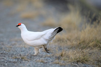 Svalbard rock ptarmigan