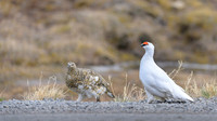 Svalbard rock ptarmigan